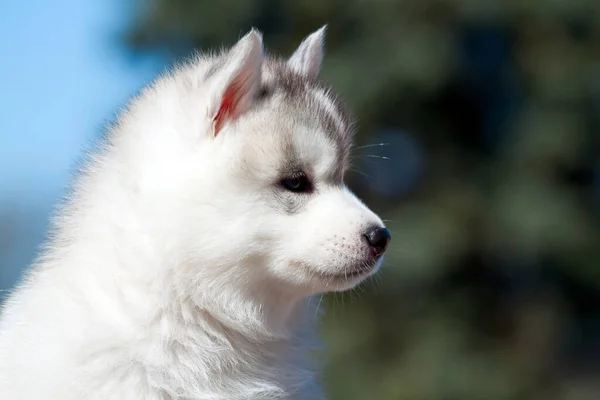 Siberiano Husky Cachorro Aire Libre — Foto de Stock