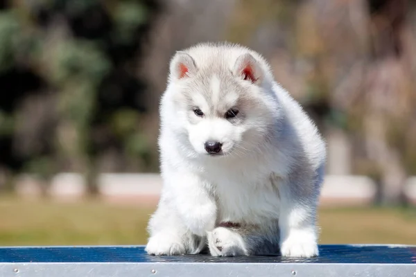 Sibiřský Husky Štěně Venku — Stock fotografie