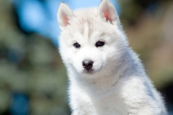 Siberiano Husky Cachorro Aire Libre — Foto de Stock