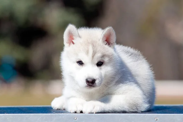 Siberian Husky Puppy Outdoors — Stock Photo, Image