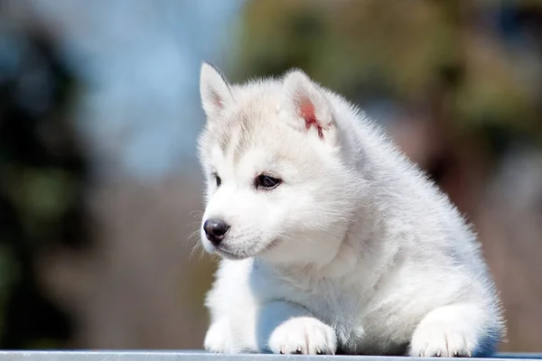 Siberian Husky Welpen Freien — Stockfoto