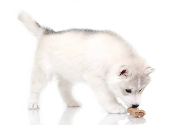 Adorable Cachorro Husky Siberiano Sobre Fondo Blanco — Foto de Stock