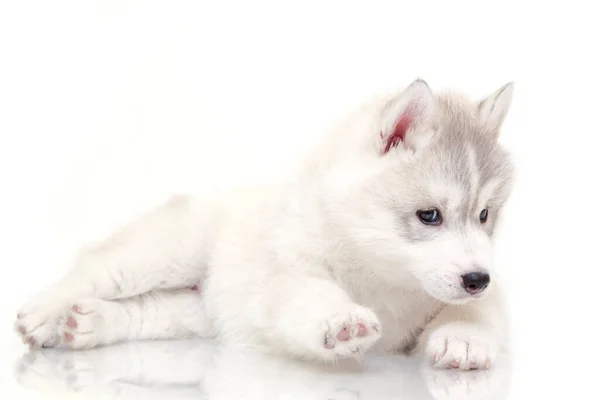 Adorável Siberian Husky Filhote Cachorro Fundo Branco — Fotografia de Stock