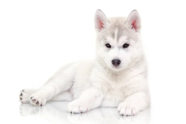 Adorável Siberian Husky Filhote Cachorro Fundo Branco — Fotografia de Stock