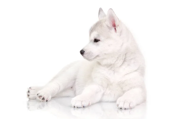 Schattige Siberische Husky Puppy Witte Achtergrond — Stockfoto