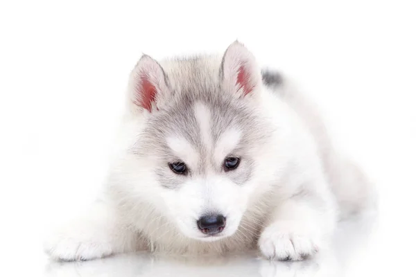 Entzückender Siberian Husky Welpe Auf Weißem Hintergrund — Stockfoto