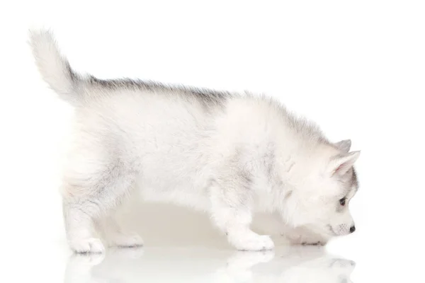 Adorabile Cucciolo Siberiano Husky Sfondo Bianco — Foto Stock