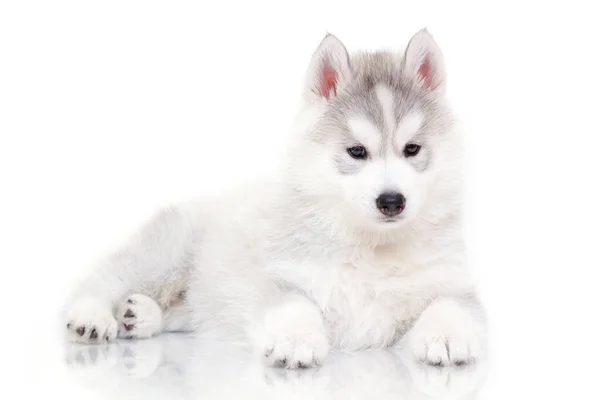 Adorável Siberian Husky Filhote Cachorro Fundo Branco — Fotografia de Stock