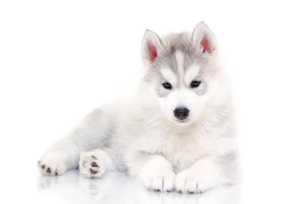 Schattige Siberische Husky Puppy Witte Achtergrond — Stockfoto