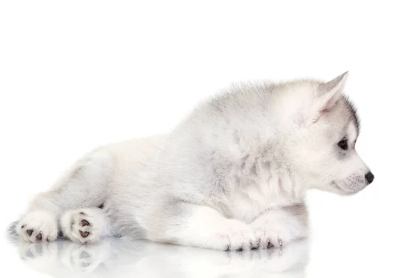 Adorável Siberian Husky Filhote Cachorro Fundo Branco — Fotografia de Stock