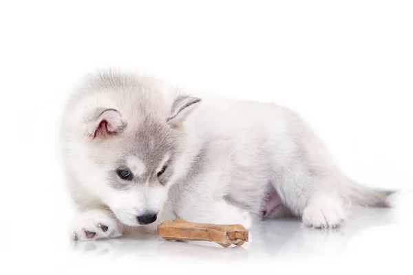 Schattige Siberische Husky Puppy Witte Achtergrond — Stockfoto