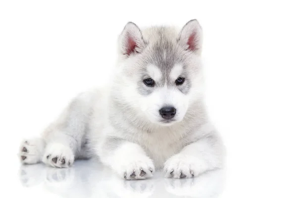 Adorável Siberian Husky Filhote Cachorro Fundo Branco — Fotografia de Stock