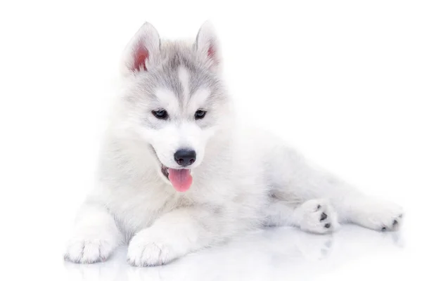 Schattige Siberische Husky Puppy Witte Achtergrond — Stockfoto