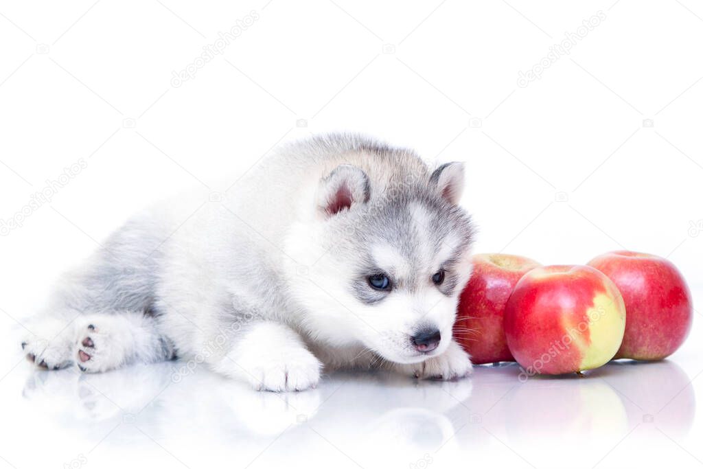 Adorable Siberian Husky puppy with nectarines on white background