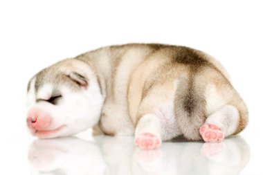 Beyaz arka planda sevimli Sibirya Husky köpeği