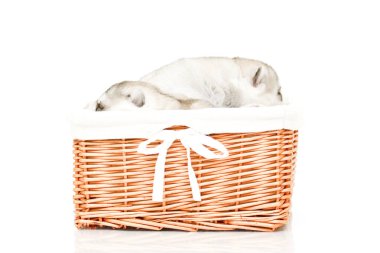 Beyaz arka planda sevimli Sibirya Husky yavruları