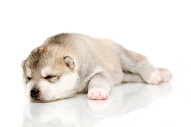 Beyaz arka planda sevimli Sibirya Husky köpeği