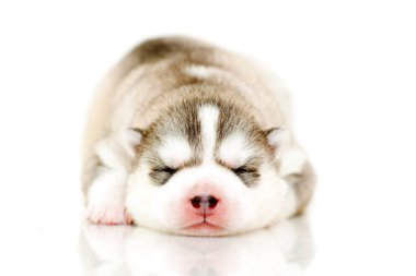 Beyaz arka planda sevimli Sibirya Husky köpeği