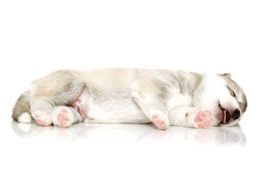 Beyaz arka planda sevimli Sibirya Husky köpeği
