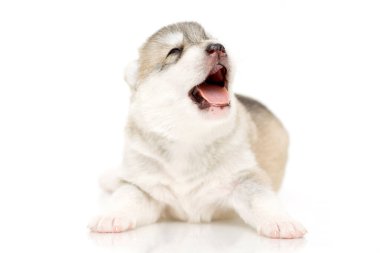 Beyaz arka planda sevimli Sibirya Husky köpeği