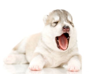 Beyaz arka planda sevimli Sibirya Husky köpeği
