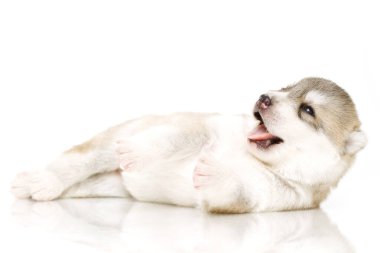 Beyaz arka planda sevimli Sibirya Husky köpeği