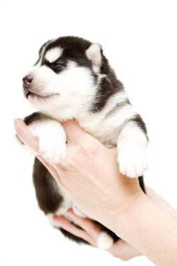 Sevimli Sibirya Husky köpeği beyaz arka planda