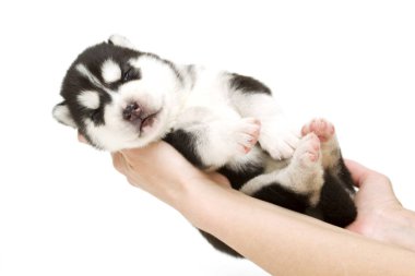 Sevimli Sibirya Husky köpeği beyaz arka planda
