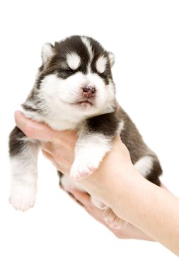 Sevimli Sibirya Husky köpeği beyaz arka planda