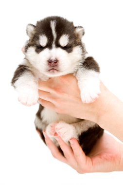 Sevimli Sibirya Husky köpeği beyaz arka planda