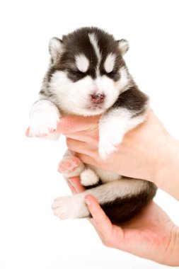 Sevimli Sibirya Husky köpeği beyaz arka planda