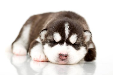 Beyaz arka planda sevimli Sibirya Husky köpeği