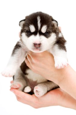 Sevimli Sibirya Husky köpeği beyaz arka planda