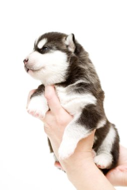 Sevimli Sibirya Husky köpeği beyaz arka planda