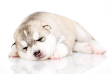 Beyaz arka planda sevimli Sibirya Husky köpeği