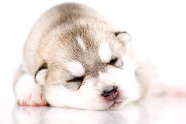 Beyaz arka planda sevimli Sibirya Husky köpeği