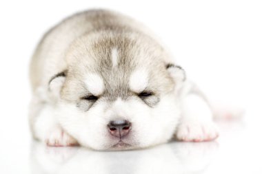 Beyaz arka planda sevimli Sibirya Husky köpeği