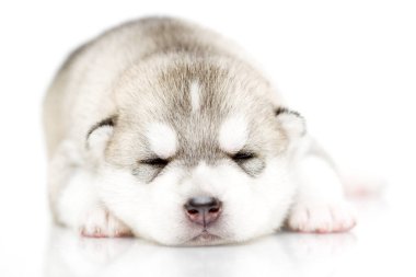 Beyaz arka planda sevimli Sibirya Husky köpeği