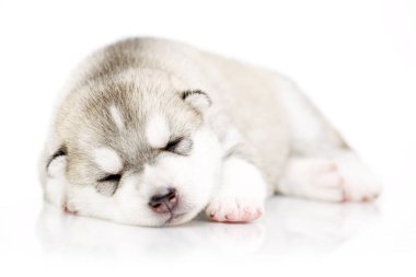 Beyaz arka planda sevimli Sibirya Husky köpeği