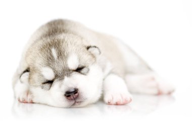 Beyaz arka planda sevimli Sibirya Husky köpeği