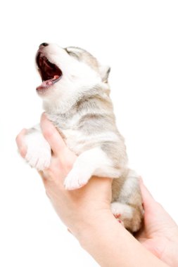 Sevimli Sibirya Husky köpeği beyaz arka planda