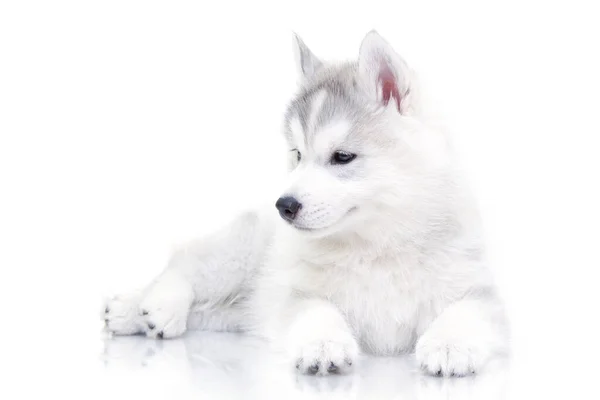 Adorável Siberian Husky Filhote Cachorro Fundo Branco — Fotografia de Stock