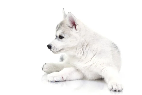 Schattige Siberische Husky Puppy Witte Achtergrond — Stockfoto