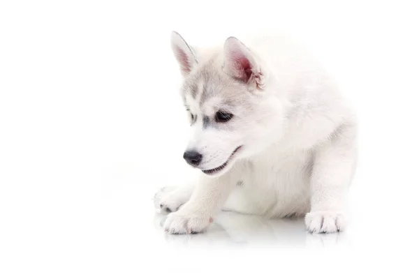 Schattige Siberische Husky Puppy Witte Achtergrond — Stockfoto