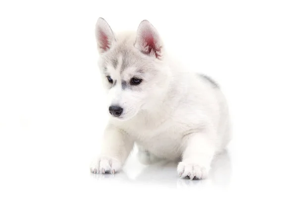 Adorable Cachorro Husky Siberiano Sobre Fondo Blanco —  Fotos de Stock