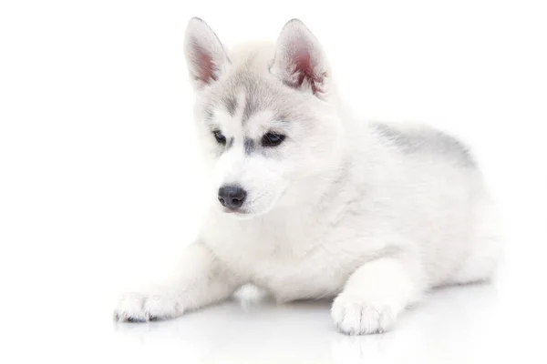 Adorável Siberian Husky Filhote Cachorro Fundo Branco — Fotografia de Stock