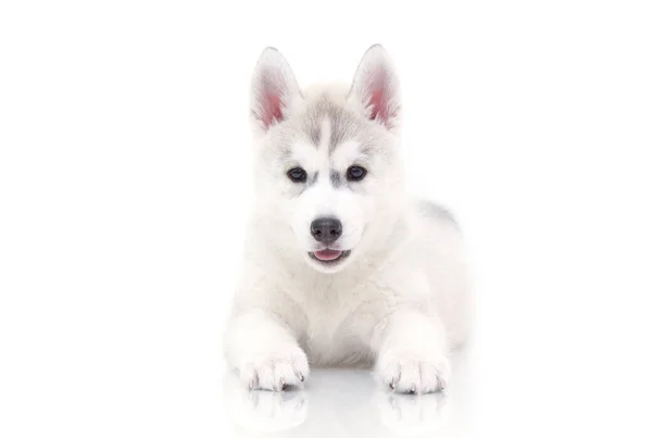 Adorabile Cucciolo Siberiano Husky Sfondo Bianco — Foto Stock