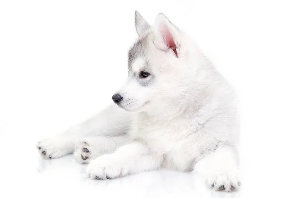 Entzückender Siberian Husky Welpe Auf Weißem Hintergrund — Stockfoto