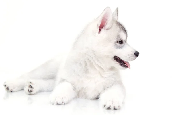 Adorable Cachorro Husky Siberiano Sobre Fondo Blanco — Foto de Stock