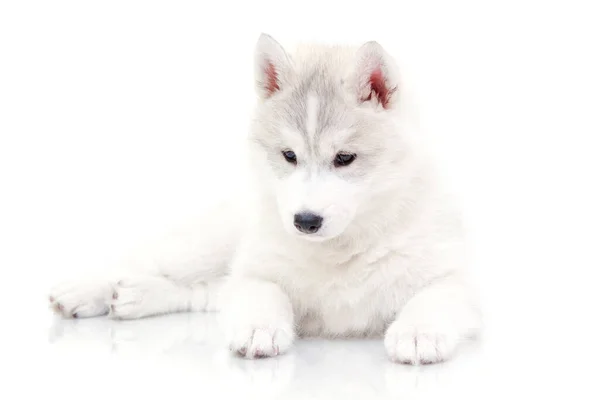 Adorabile Cucciolo Siberiano Husky Sfondo Bianco — Foto Stock